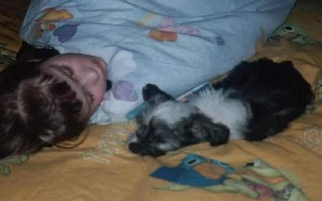 Bichon havanais Smilla - når man falder i søvn kom smilla :D 2001 billede 9