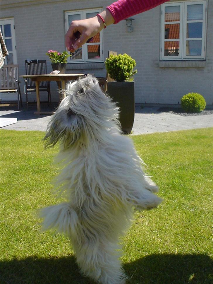 Bichon havanais Smilla - klikkertræning. HOP! (foto: søsser) 2007 billede 10