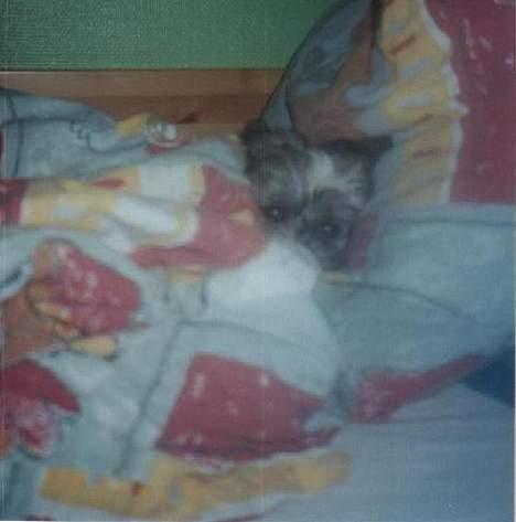 Bichon havanais Smilla - gemt i sengen 2001 billede 11