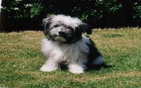 Bichon havanais Smilla - smilla i haven DEJLIG! 2001 billede 13