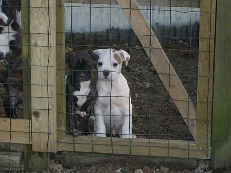 Amerikansk bulldog Diesel aka prutsvin:-P - fra før jeg flyttede hjem til min nye mor og far. billede 1
