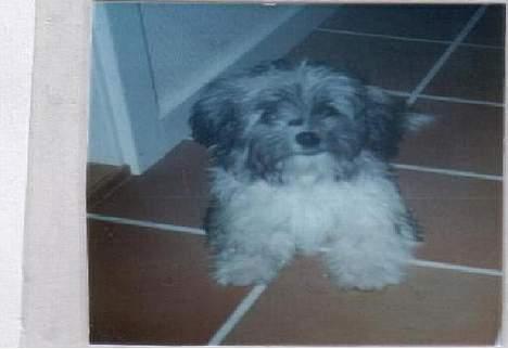 Bichon havanais Smilla - Som hvalp :D 2001 billede 14