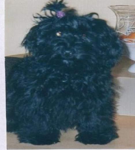 Bichon havanais Nicole - hvalpen nicole :B billede 8