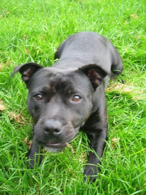 Staffordshire bull terrier Amagerstaff Sille - Sille 9 mdr billede 9