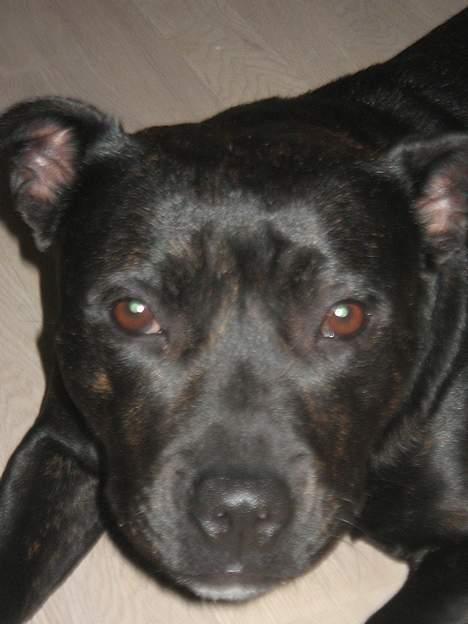 Staffordshire bull terrier Amagerstaff Sille - Sille 9 mdr billede 10