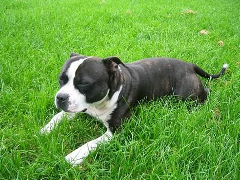 Staffordshire bull terrier Roxystaff Tyson - Tyson 2 år og 3 mdr billede 15