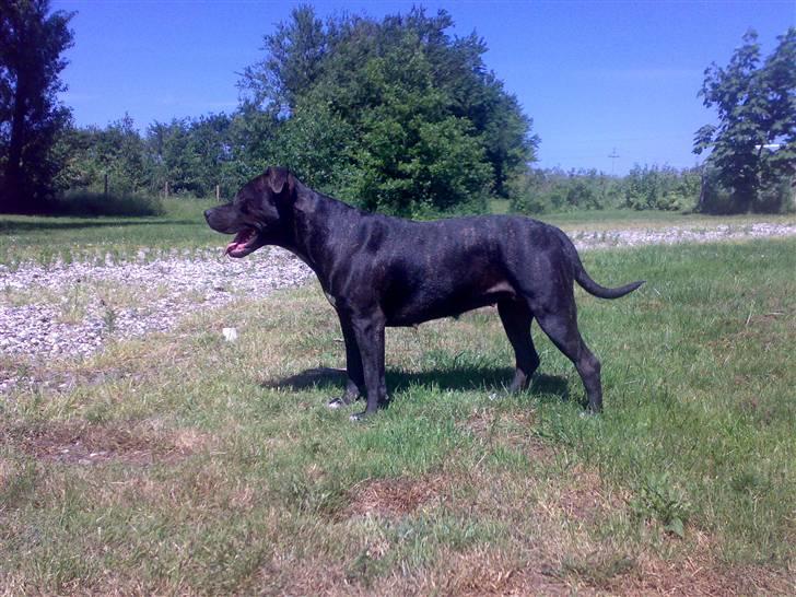 Amerikansk staffordshire terrier ASTA - 12 mdr billede 1