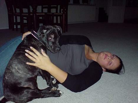 Amerikansk staffordshire terrier ASTA - Asta og mor, 6 mdr billede 2