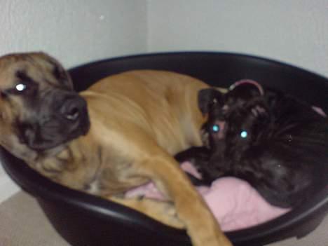 Amerikansk staffordshire terrier ASTA - Vi deler lige en kurv. billede 3