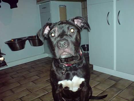 Amerikansk staffordshire terrier ASTA - Asta 5 mdr billede 4