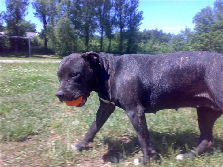 Amerikansk staffordshire terrier ASTA - SSCCHHH Jeg lister lige væk med Jessies bold. billede 5