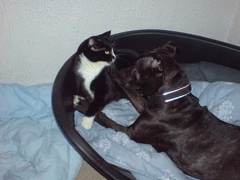 Amerikansk staffordshire terrier ASTA - Jeg er vild med min nye søster billede 6