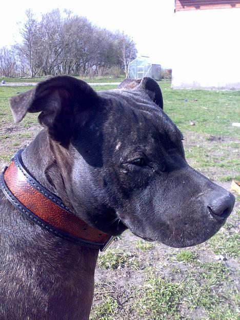 Amerikansk staffordshire terrier ASTA - 11 mdr billede 7