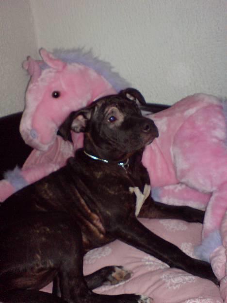 Amerikansk staffordshire terrier ASTA - Er det ikke en hver lille piges ret at have sin egen pony? billede 8