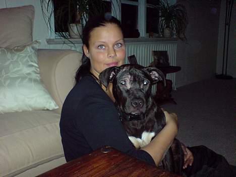 Amerikansk staffordshire terrier ASTA - Krammer lige med mor, 6 mdr billede 9