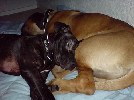 Amerikansk staffordshire terrier ASTA - Jeg er vild med min nye bror, han er bare så blød. billede 10