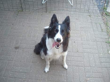 Border collie karma billede 1