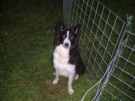 Border collie karma billede 2