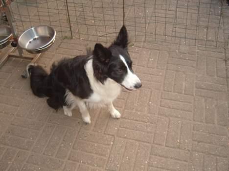 Border collie karma billede 4