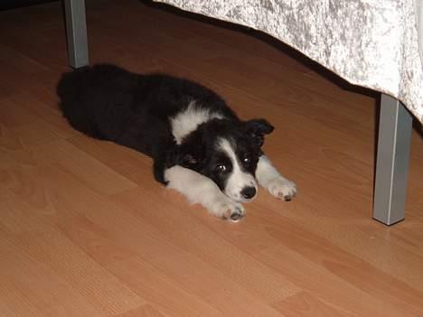 Border collie karma billede 6