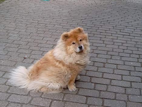 Chow chow Ronja *DØD* :'( - Welkommen til min fil :) billede 1