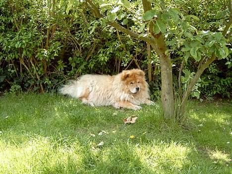 Chow chow Ronja *DØD* :'( - Der hvor hun ligger er hun blevet begravet :( billede 2