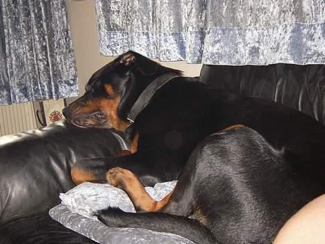 Rottweiler Bella billede 12