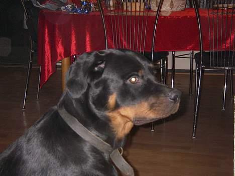 Rottweiler Bella billede 13