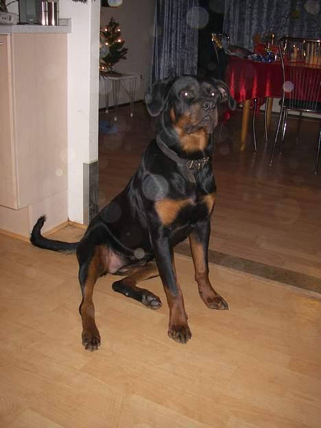 Rottweiler Bella billede 14