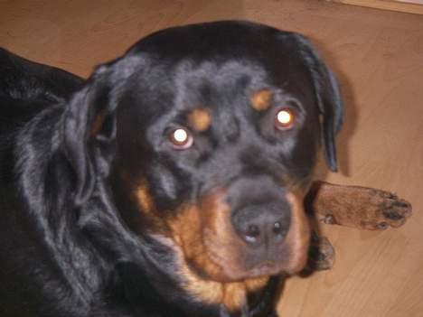 Rottweiler Brutus billede 20