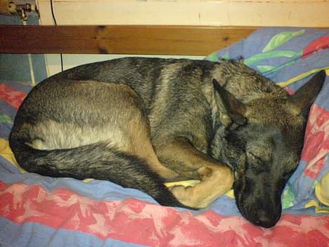 Schæferhund Viki (Bayogi Vefa) - zzz! stille! jeg sover! billede 15