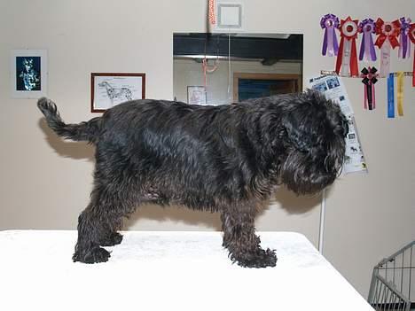 Dvaergschnauzer Coelio's Evita - Tikki - Tikki 20-12-06 før trim og klip billede 13