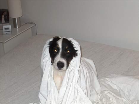 Australian shepherd Charlie - Charlie gemmer sig. billede 1