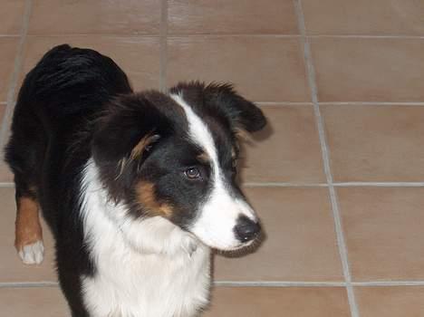 Australian shepherd Charlie billede 2