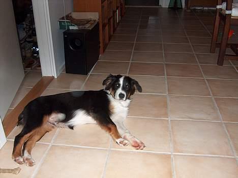 Australian shepherd Charlie - "hva?´" billede 3