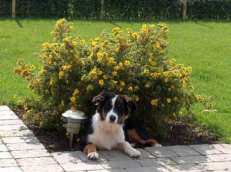 Australian shepherd Charlie billede 4