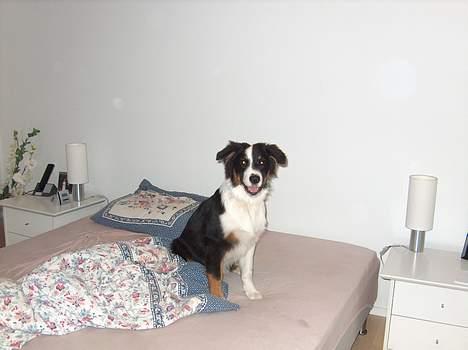 Australian shepherd Charlie billede 5