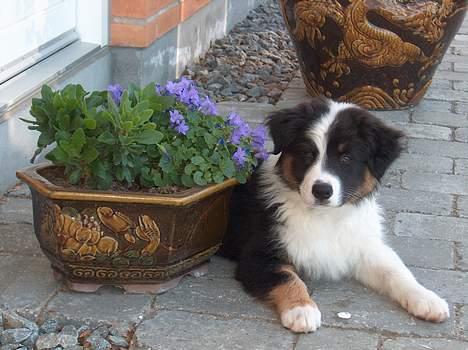 Australian shepherd Charlie billede 6