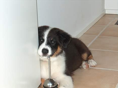 Australian shepherd Charlie billede 7