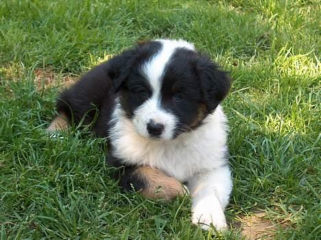 Australian shepherd Charlie billede 8