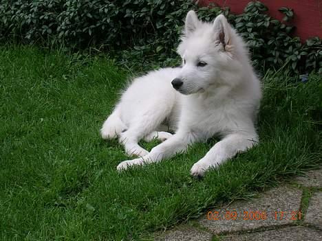 Samojedhund Bingo - Jeg skuer ud over mit territorium billede 1