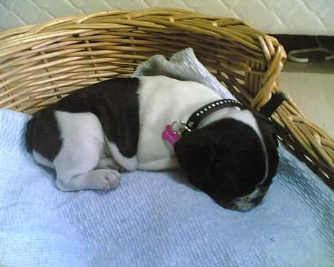 Fransk bulldog Lucy - Lucy 2-3 uger gammel billede 1