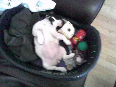 Fransk bulldog Lucy - Lucy ca 3 måned gammel billede 2