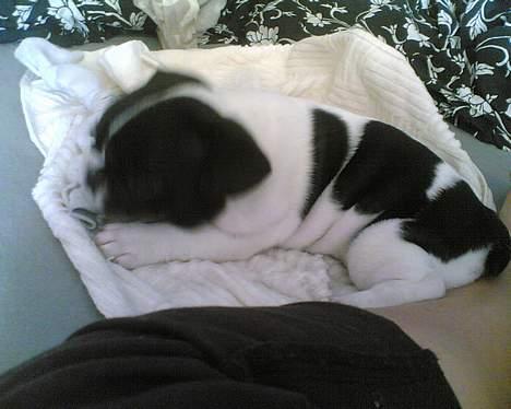 Fransk bulldog Lucy - Lucy  2 måned gammel billede 3