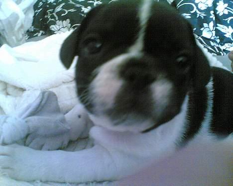 Fransk bulldog Lucy - Var hun ikke bare sød da ørene stadig hang??? billede 4