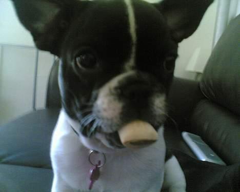 Fransk bulldog Lucy billede 6