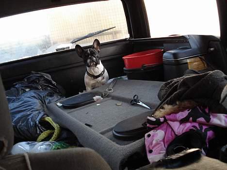 Fransk bulldog Lucy - Lucy laver ballade.... billede 8