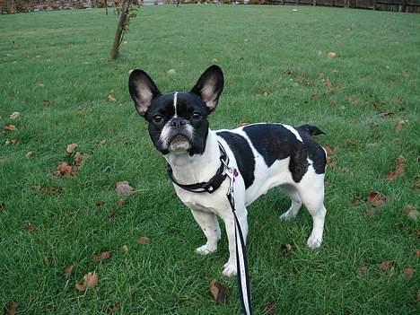 Fransk bulldog Lucy billede 9