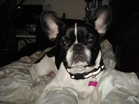 Fransk bulldog Lucy billede 10