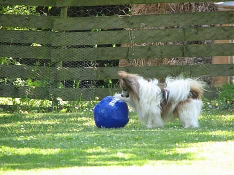 Papillon blomme R.I.P billede 9